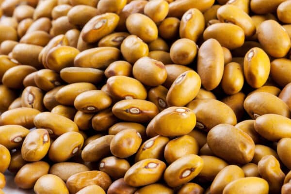 Fagioli amarantini dei volsinii - immagine 2