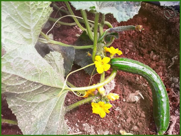 Crema di zucchine gialle con nocciole e paprika biologico - immagine 3