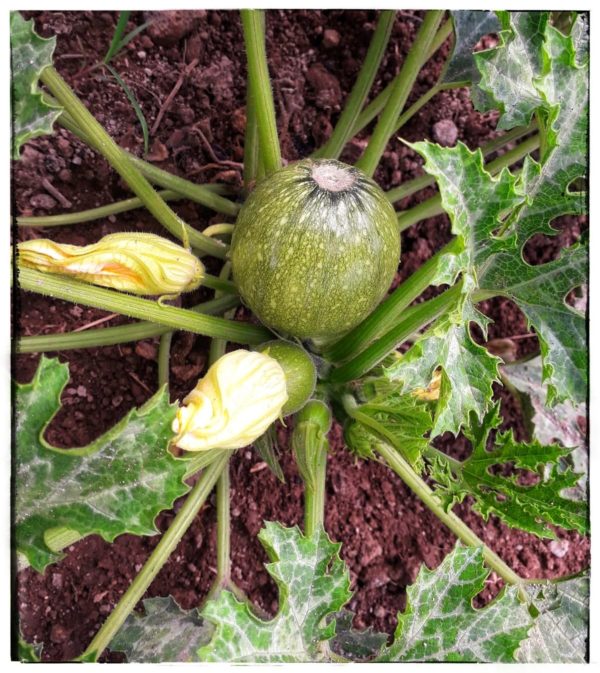 Crema di zucchine ai 5 sapori - immagine 3