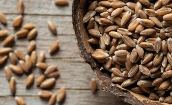 Farina di farro dicoccum - immagine 4