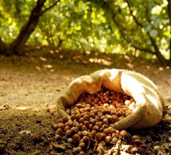 Nocciole " gentile romana" piccante (bio) - immagine 4