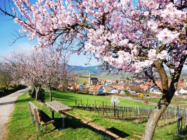 Mandorle siciliane al naturale - immagine 3