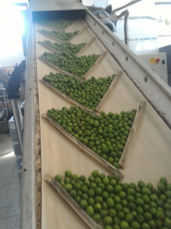 Olio Extra Vergine di Oliva Angelicum Summa - immagine 7