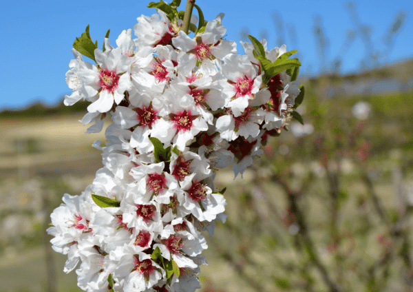 Mandorle siciliane al naturale - immagine 4